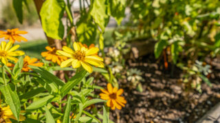 Close-up of flowers and garden landscaping in a memory care outdoor courtyard in Newton, IA.