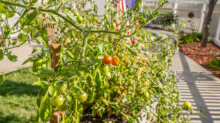 Vegetables growing in a garden area of a memory care outdoor courtyard in Newton, IA.